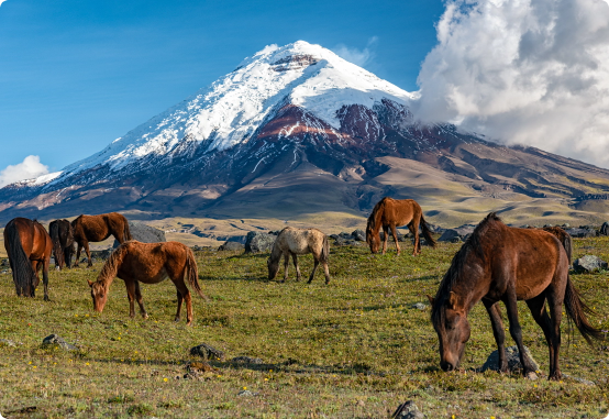 Ecuador